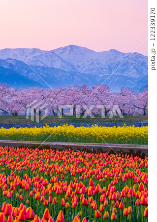 あさひ舟川・春の四重奏 122339170