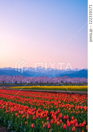 あさひ舟川・春の四重奏 122339171