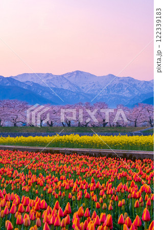 あさひ舟川・春の四重奏 122339183