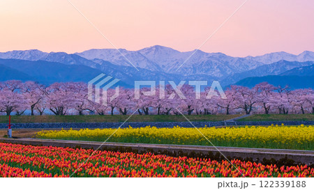 あさひ舟川・春の四重奏 122339188