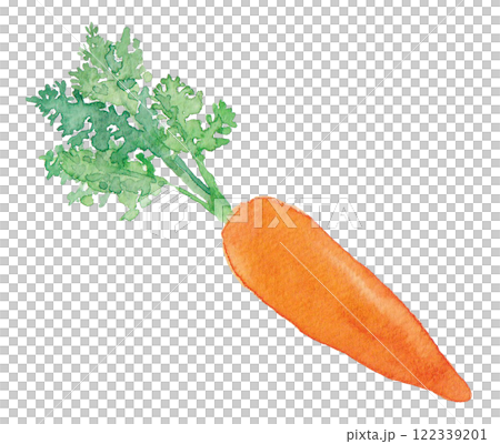 Watercolor carrot illustration 122339201