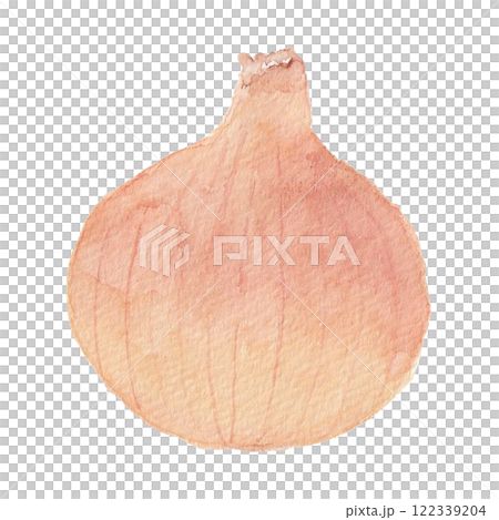 Illustration of onions drawn in watercolor 122339204