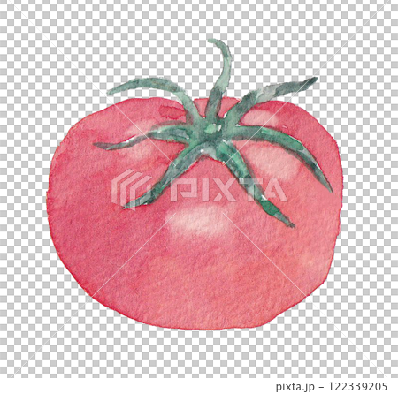 Illustration of tomato drawn in watercolor 122339205