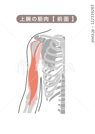 上腕の主な筋肉のシンプルイラスト 122339265