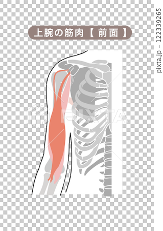 Simple illustration of the main muscles of the upper arm 122339265