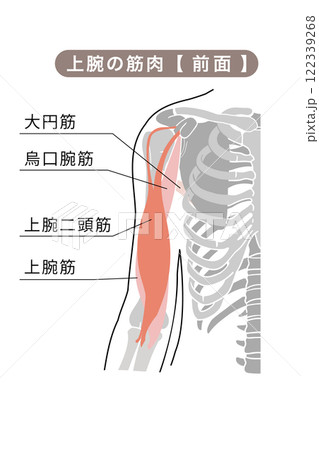 上腕の主な筋肉のシンプルイラスト 上腕の主な筋肉のシンプルイラスト 122339268