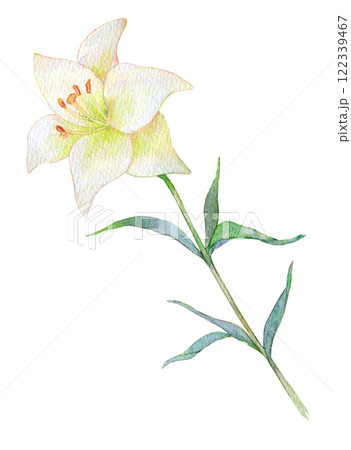 水彩で描いた百合の花のイラスト 水彩で描いた百合の花のイラスト 122339467