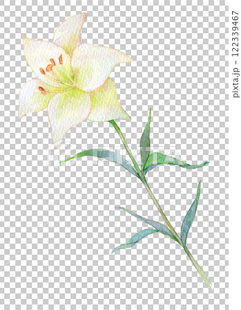 水彩で描いた百合の花のイラスト 水彩で描いた百合の花のイラスト 122339467