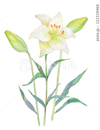 水彩で描いた百合の花のイラスト 122339468
