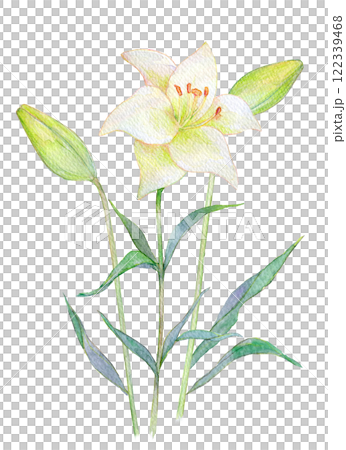 Watercolor illustration of a lily flower 122339468