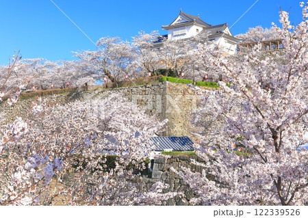 【岡山県】快晴下の津山城の満開桜（備中櫓） 122339526