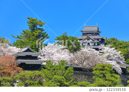 【島根県】桜が満開の松江城天守閣と南櫓（国宝） 122339538