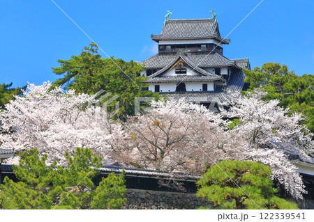 【島根県】桜が満開の松江城天守閣と南櫓(国宝) 【島根県】桜が満開の松江城天守閣と南櫓(国宝) 122339541