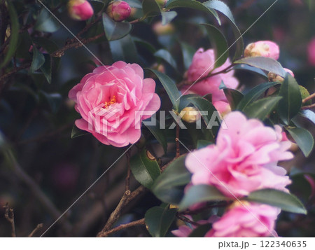 日陰に咲いたオトメサザンカ(乙女山茶花のピンクの花のクローズアップ) 日陰に咲いたオトメサザンカ(乙女山茶花のピンクの花のクローズアップ) 122340635