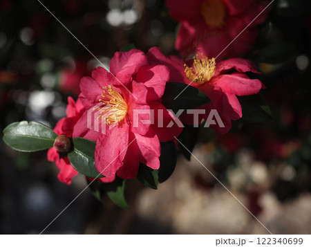 冬の日差しを浴びたサザンカの花のクローズアップ（河ノ瀬公園の赤い山茶花） 122340699