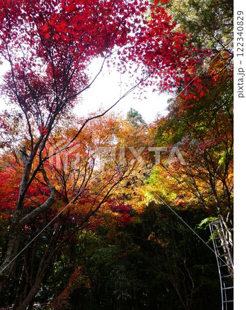 秋を登る紅葉の風景 秋を登る紅葉の風景 122340829