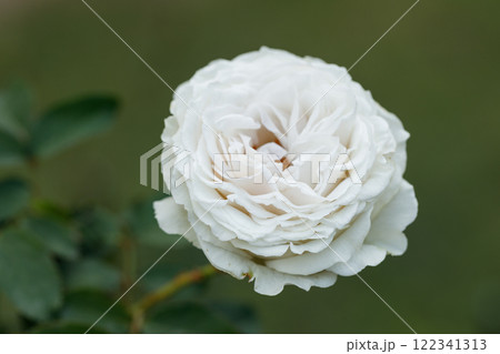 Beautiful purplish red roses under sunlight in rose garden. Floral natural background with rose flower. 122341313
