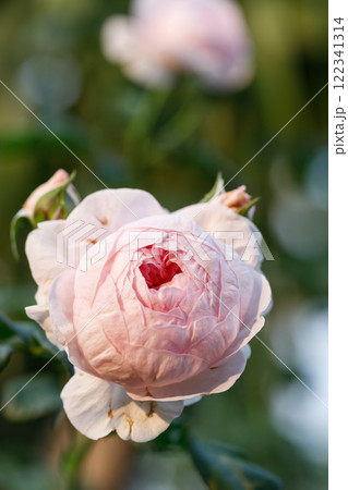 Beautiful purplish red roses under sunlight in rose garden. Floral natural background with rose flower. 122341314