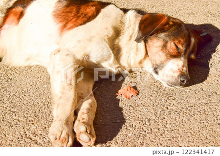 眠る犬 リラ ブルガリア 眠る犬 リラ ブルガリア 122341417