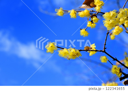 蠟梅 青空 蠟梅 青空 122341655