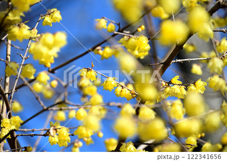 鈴なりの蠟梅 122341656