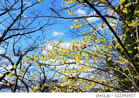 蠟梅と青空 蠟梅と青空 122341657