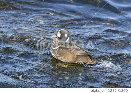 シノリガモ 122341800