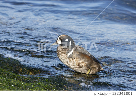 シノリガモ 122341801