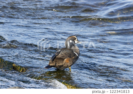 シノリガモ 122341813