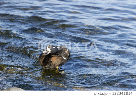 シノリガモ 122341814