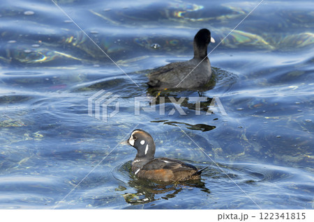 シノリガモ シノリガモ 122341815