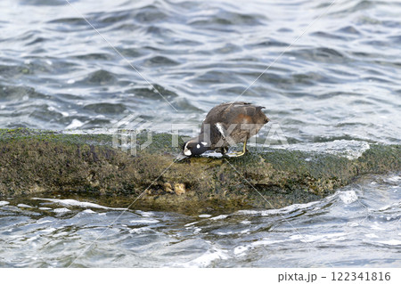シノリガモ 122341816