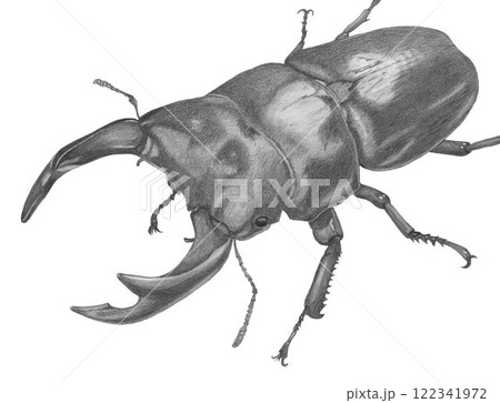 オオクワガタ_鉛筆画 オオクワガタ_鉛筆画 122341972