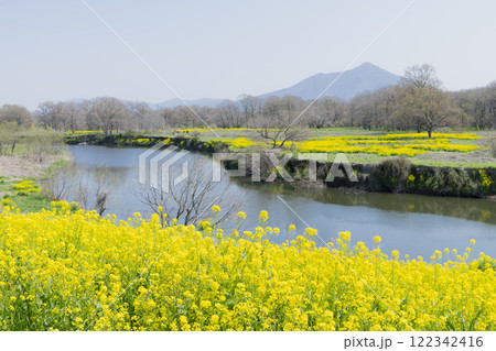 小貝川の菜の花と筑波山 小貝川の菜の花と筑波山 122342416