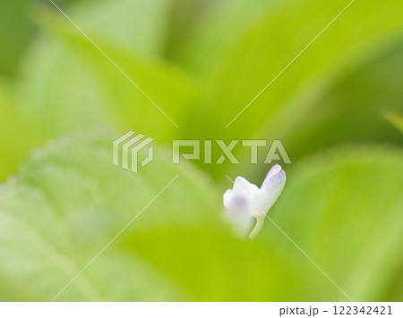 可憐な紫陽花の花 122342421