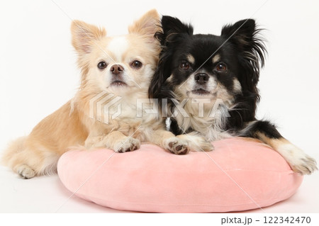 仲良く並ぶ2匹のチワワとピンクのクッション 仲良く並ぶ2匹のチワワとピンクのクッション 122342470