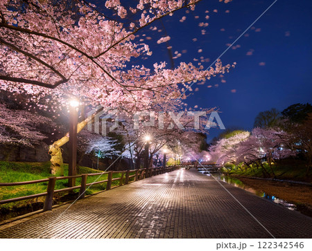 ライトアップされた夜桜 122342546