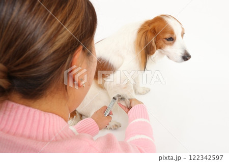 犬の爪切りとケアの様子、家庭でのトリミングシーン 122342597