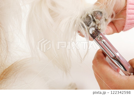 犬の爪切りとケアの様子、家庭でのトリミングシーン 122342598