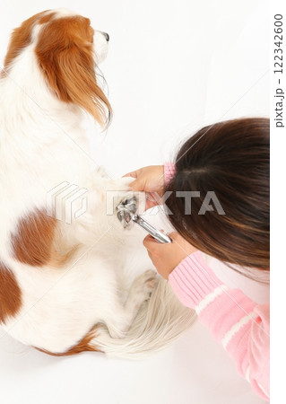 犬の爪切りとケアの様子、家庭でのトリミングシーン 122342600