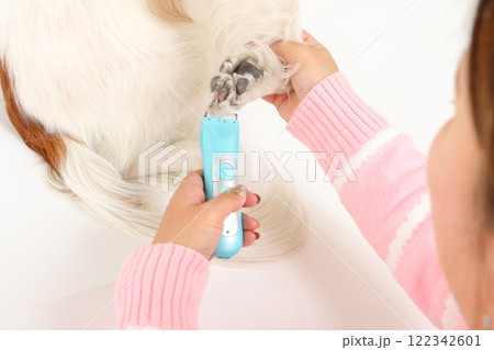 犬の爪切りとケアの様子、家庭でのトリミングシーン 122342601