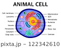 Diagram of an Animal cell anatomy. 122342610