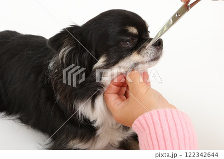犬のヒゲを丁寧にカットするトリミングシーン 犬のヒゲを丁寧にカットするトリミングシーン 122342644