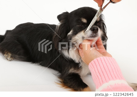犬のヒゲを丁寧にカットするトリミングシーン 122342645