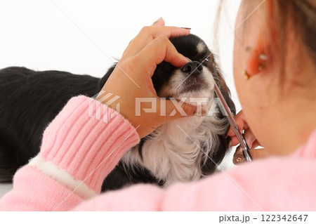 犬のヒゲを丁寧にカットするトリミングシーン 122342647