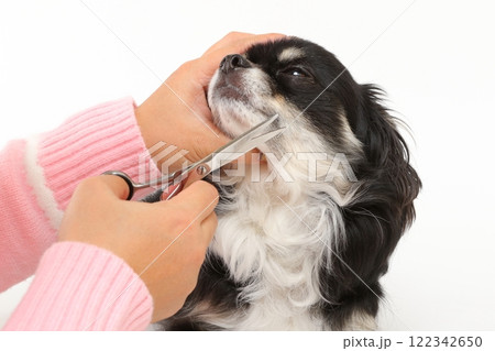 犬のヒゲを丁寧にカットするトリミングシーン 122342650