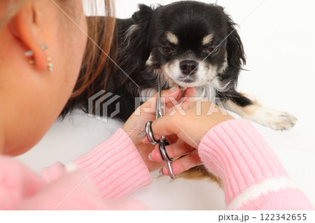 犬のヒゲを丁寧にカットするトリミングシーン 犬のヒゲを丁寧にカットするトリミングシーン 122342655