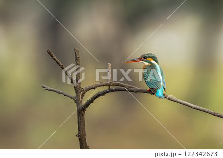 common kingfisher or Alcedo atthis is a small colorful bird closeup or portrait perched on branch in natural green background at keoladeo national park or bharatpur bird sanctuary rajasthan india asia common kingfisher or Alcedo atthis is a small colorful bird closeup or portrait perched on branch in natural green background at keoladeo national park or bharatpur bird sanctuary rajasthan india asia 122342673