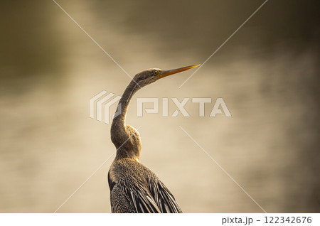 Oriental darter or Indian darter or Anhinga melanogaster bird fine art closeup or portrait in winter season safari at keoladeo national park bharatpur bird sanctuary forest rajasthan india asia 122342676