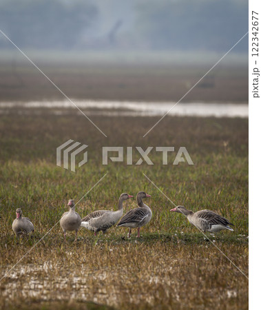 Greylag goose or Anser anser flock family at keoladeo national park or bharatpur bird sanctuary rajasthan india asia bird in open grassland with shallow water or wetland during winter season migration Greylag goose or Anser anser flock family at keoladeo national park or bharatpur bird sanctuary rajasthan india asia bird in open grassland with shallow water or wetland during winter season migration 122342677